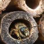 insect bungalow bee hiding